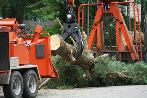 Best Commercial Tree Services  in Kgsford Heights, IN